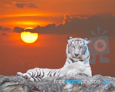 White Tiger Stock Photo