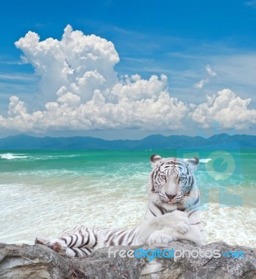 White Tiger Stock Image