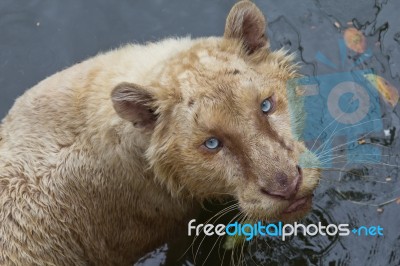 White Tiger Stock Photo