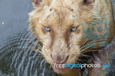 White Tiger Stock Photo