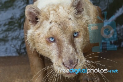 White Tiger Stock Photo