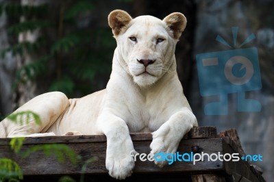 White Tiger Stock Photo