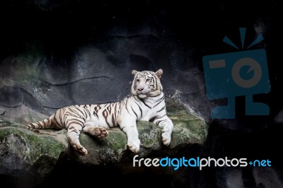 White Tiger Stock Photo