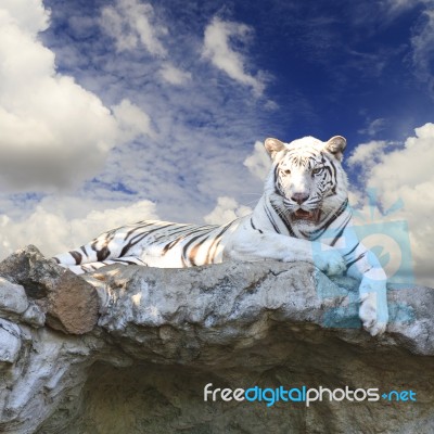 White Tiger On Blue Sky Stock Photo