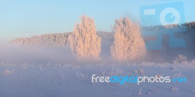 White Trees In Foggy Winter Morning Stock Photo