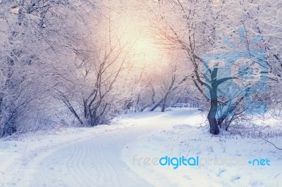 White Trees In Frosty Winter Morning Stock Photo