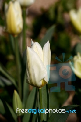 White Tulip Stock Photo