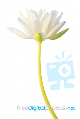 White Water Lily Isolated On White Background Stock Photo