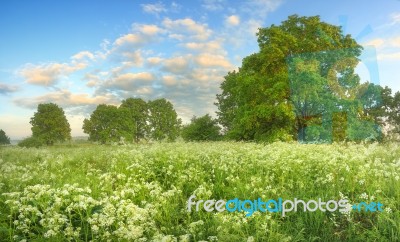 White Wildflowers On Meadow Stock Photo