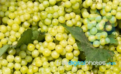 White Wine Grapes Stock Photo