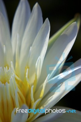 White With Yellow Freshness Water Lily Stock Photo