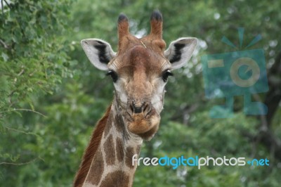 Who Are You Looking At? Stock Photo