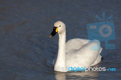 Whooper Swan Cygnus Cygnus Stock Photo