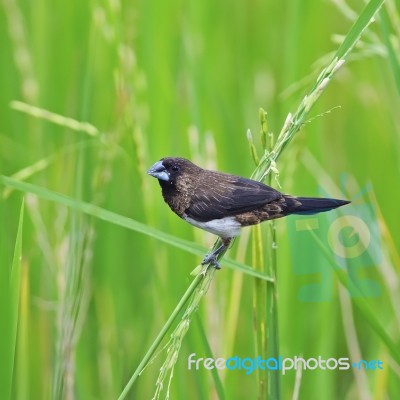 Whte-rumped Munia Stock Photo