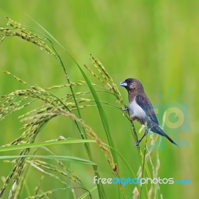 Whte-rumped Munia Stock Photo