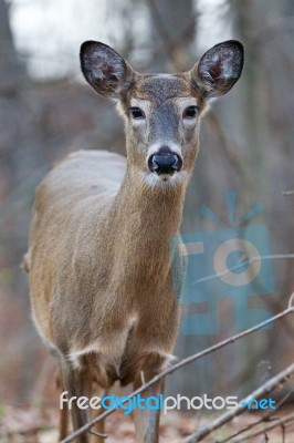 Wide Awake Deer With The Big Eyes Stock Photo