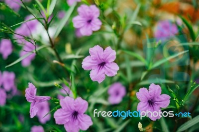 Wide Petunia Flower In The Garden Stock Photo