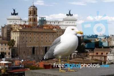 Wide View Of Rome City From Palatino Stock Photo