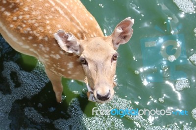 Wild Animal In Quiet Lake Stock Photo