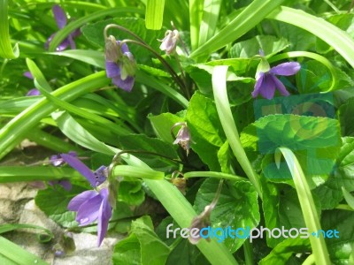 Wild Australian Native Violets Stock Photo