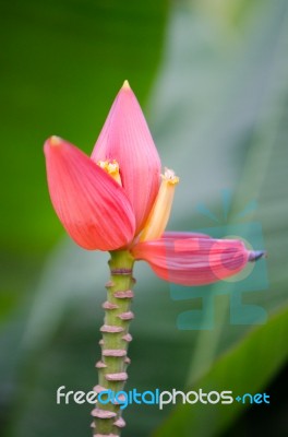 
Wild Banana Stock Photo