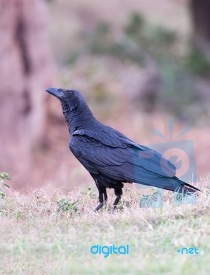 Wild Black Bird In Marsabit, Kenya Stock Photo