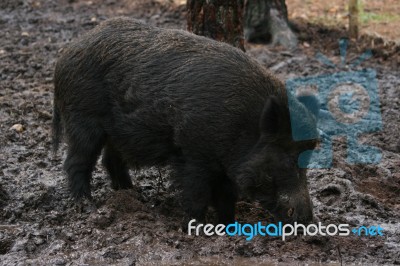 Wild Boar Stock Photo