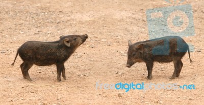 Wild Boar Stock Photo