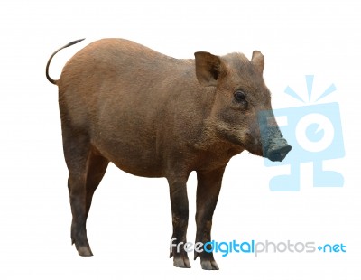 Wild Boar Isolated Stock Photo