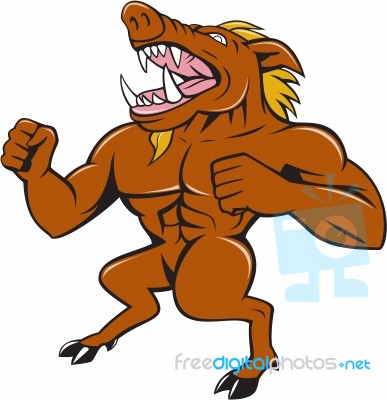 Wild Boar Man Roaring Pumping Chest Cartoon Stock Image