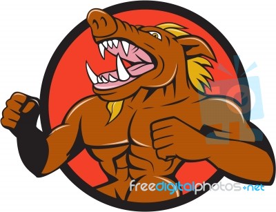 Wild Boar Man Roaring Pumping Chest Circle Cartoon Stock Image