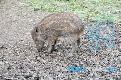 Wild Boar Piglet Stock Photo