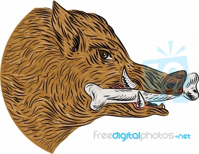 Wild Boar Razorback Bone In Mouth Drawing Stock Image