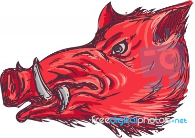 Wild Boar Razorback Head Side Drawing Stock Image