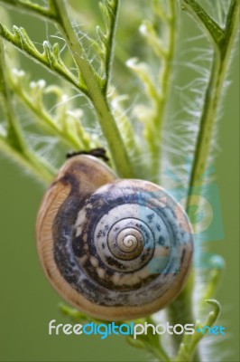 Wild Brown Snail Gastropoda Stock Photo