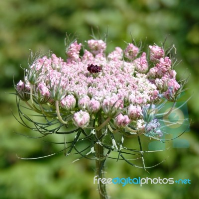 Wild Carrot (daucus Carota) In Sardinia Stock Photo