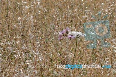 Wild Carrot (daucus Carota) In Sardinia Stock Photo