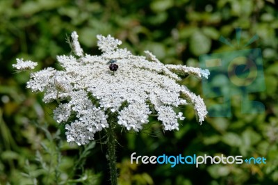 Wild Carrot (daucus Carota) In Sardinia Stock Photo