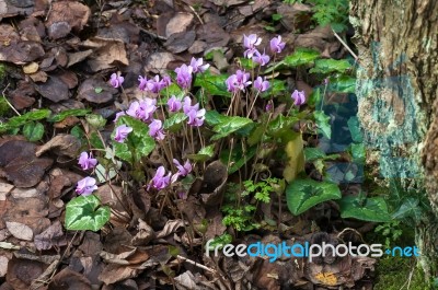 Wild Cyclamen (persicum) Stock Photo