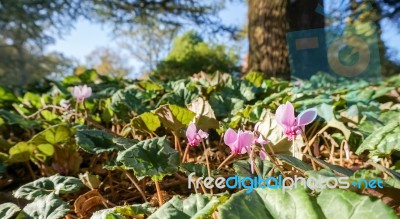 Wild Cyclamen (persicum) Stock Photo