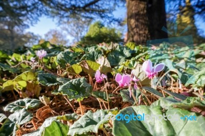 Wild Cyclamen (persicum) Stock Photo