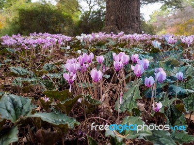 Wild Cyclamen (persicum) In Full Bloom Stock Photo