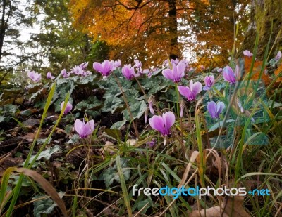 Wild Cyclamen (persicum) In Full Bloom Stock Photo