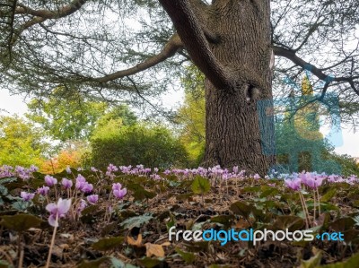 Wild Cyclamen (persicum) In Full Bloom Stock Photo