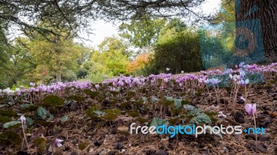 Wild Cyclamen (persicum) In Full Bloom Stock Photo