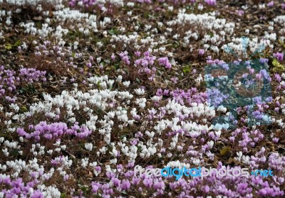 Wild Cyclamen (persicum) In Full Bloom Stock Photo