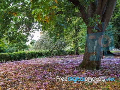 Wild Cyclamen (persicum) In Full Bloom Stock Photo