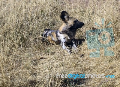 Wild Dogs In Namibia Stock Photo