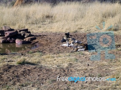 Wild Dogs In Namibia Stock Photo