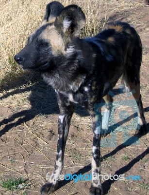 Wild Dogs In Namibia Stock Photo